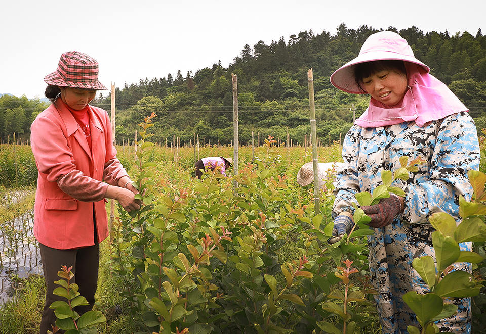 2022年5月11日，白槎村花卉苗木产业扶贫基地，合作社员工在给栽培的紫薇树苗抹芽，使树体养分集中更好地生长