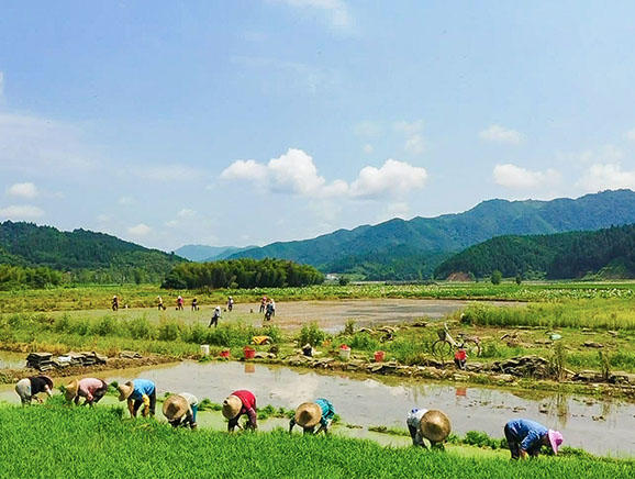 白槎村村民在农田里插秧
