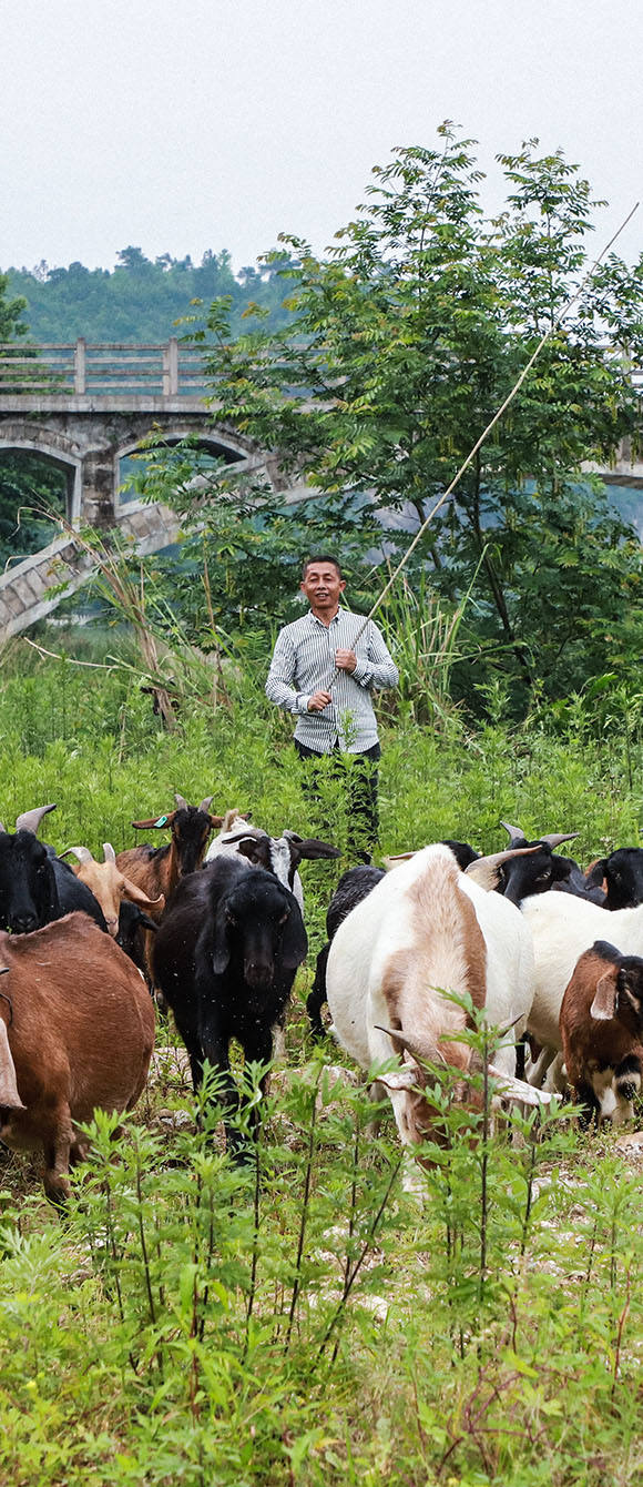 村民依托当地山地自然优势发展肉牛、山羊、林下山鸡等生态养殖产业增收致富