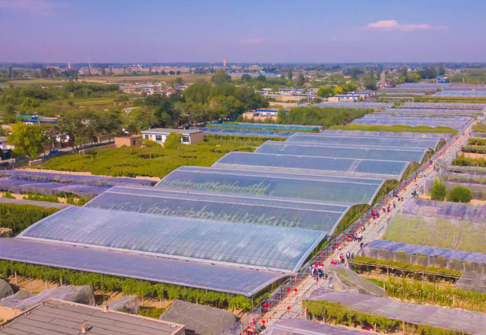 大青葡萄产业基地俯瞰图