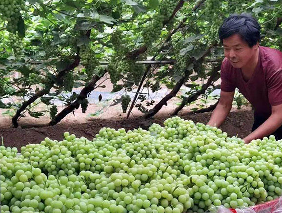 白寺滩村民种植的大青葡萄