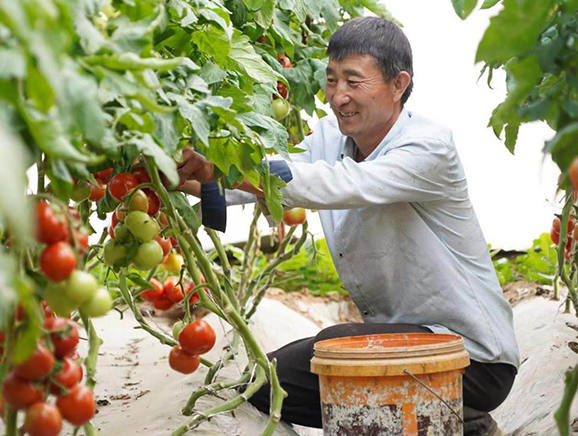 村民采摘柿子