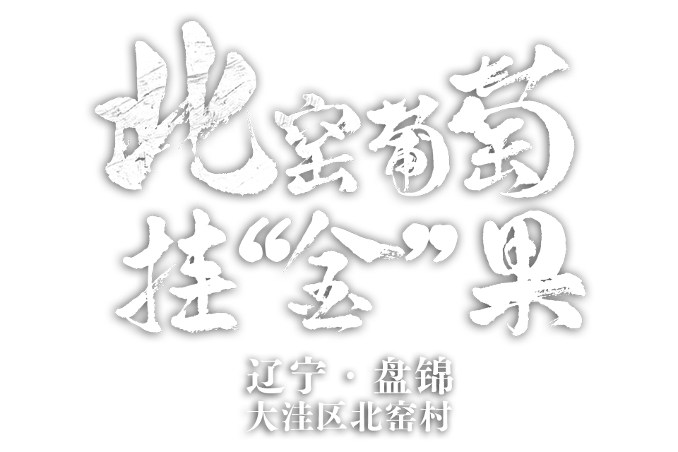 北窑葡萄挂“金”果 辽宁省盘锦市大洼区唐家镇北窑村