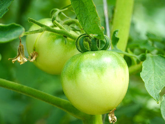 2023年8月，尚未成熟的碱地柿子。