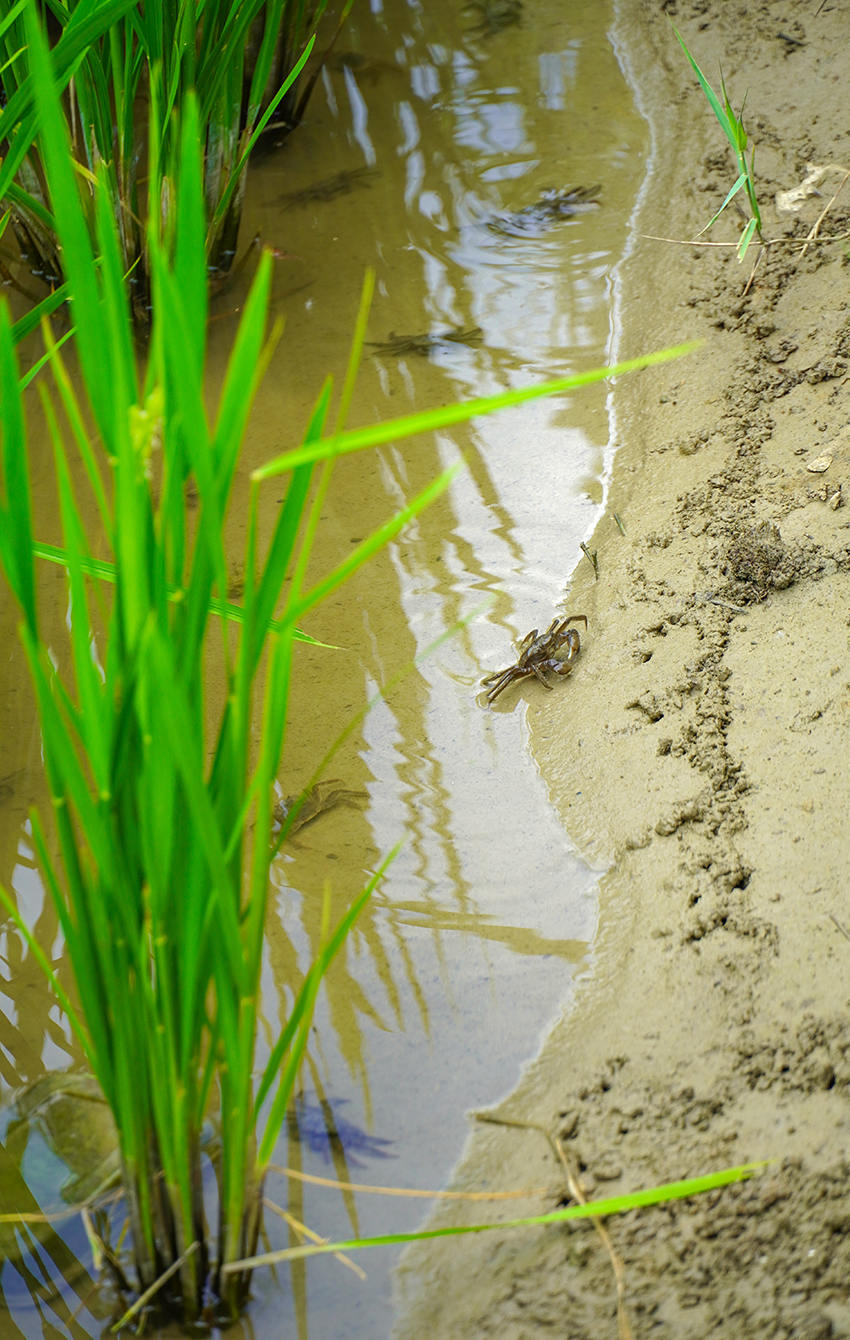 2023年8月，水稻田里共生的螃蟹。