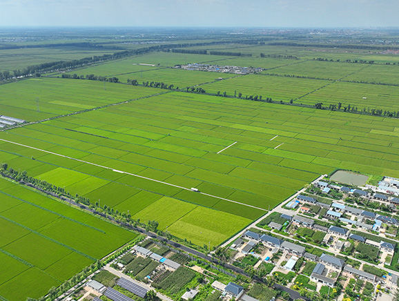 2023年8月，俯瞰北窑村的水稻田。