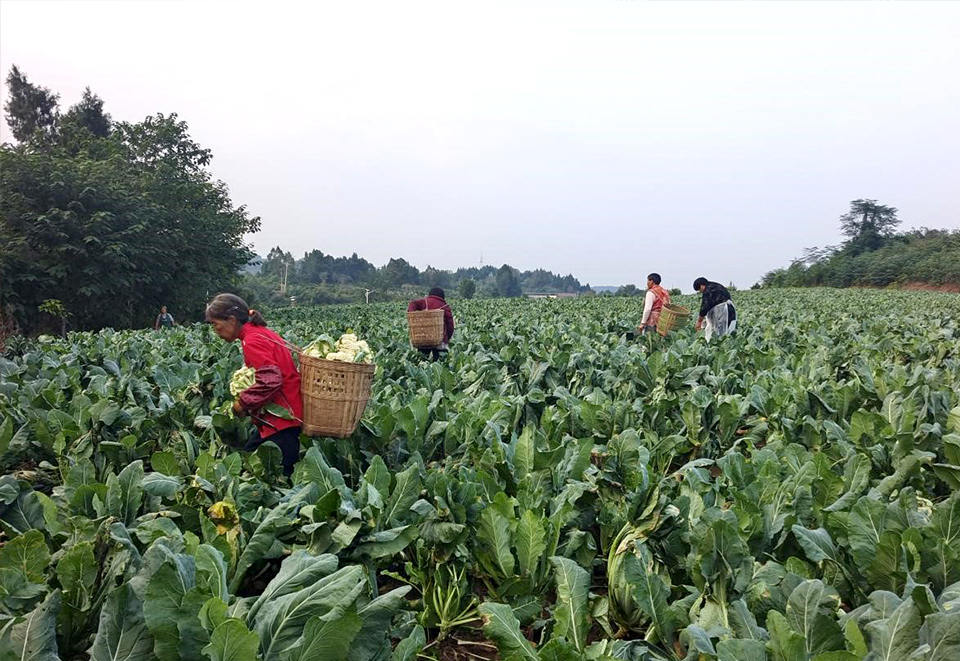 朝阳社区引进本土新型经营主体10余家，种植蔬菜，水果等农产品。