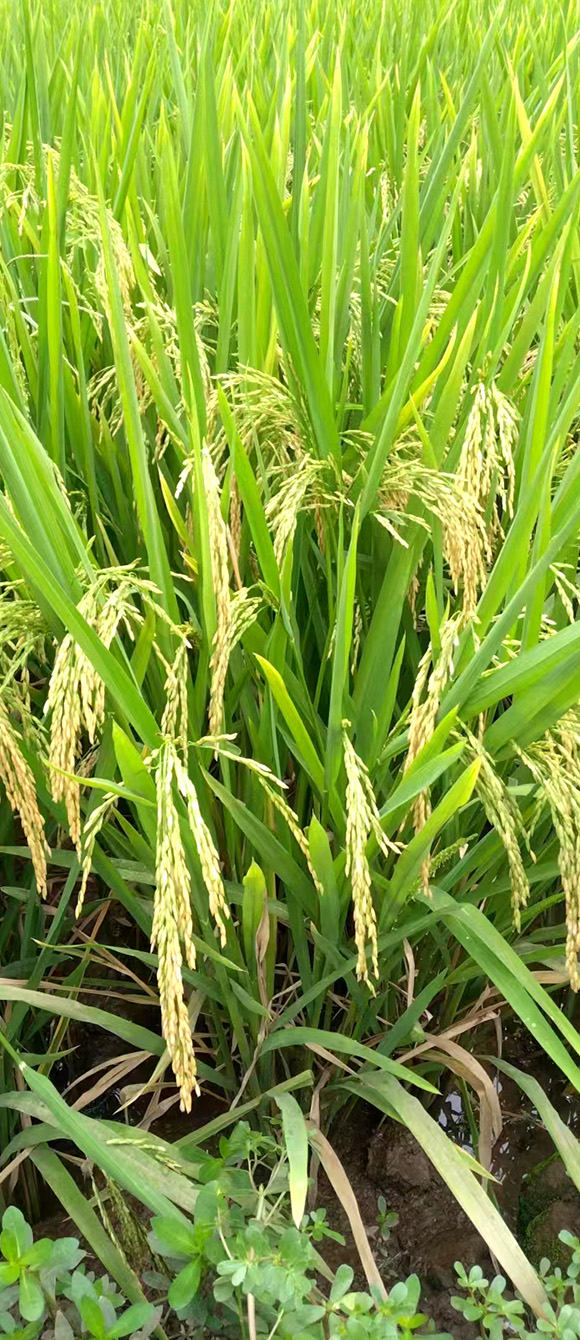 朝阳社区种植优质水稻