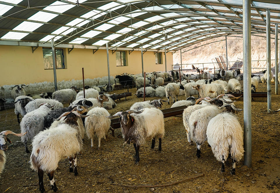 中沟养殖园区的羊