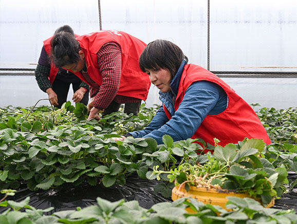 草莓园的工人几乎都是村民，经过培训上岗，每天收入100元。澎湃新闻记者 吴栋 图