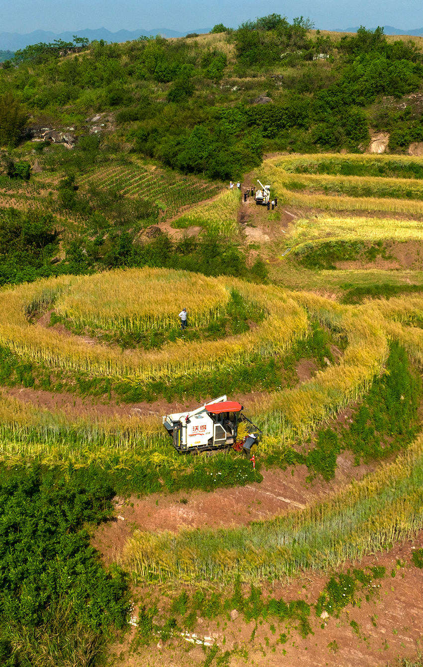 2023年3月，东升村农民正在使用机械收割油菜