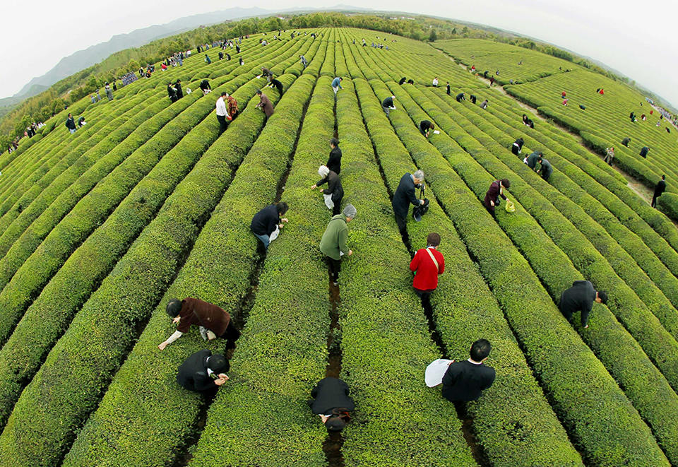 村民一边谈笑风生，一边手脚熟练地采摘茶芽。2022年紫笋茶制作技艺入选联合国非物质文化遗产，“绿叶子”成了顾渚人的致富“金叶子”
