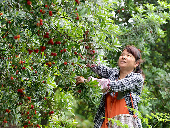 顾渚山的杨梅果肉红嫩，酸酸甜甜，鲜食、泡酒、做蜜饯都备受欢迎