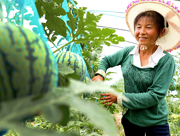 农户们用钢管和尼龙网搭起网兜，通过人工牵引，让藤蔓顺着网架生长，等到结果时，西瓜便悬吊在空中