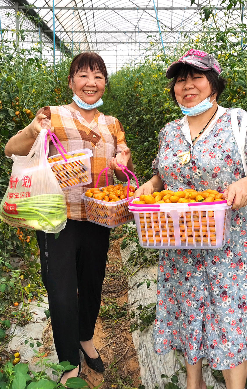 河林村果蔬基地种植的圣女果清甜爽口，吸引游客慕名而来