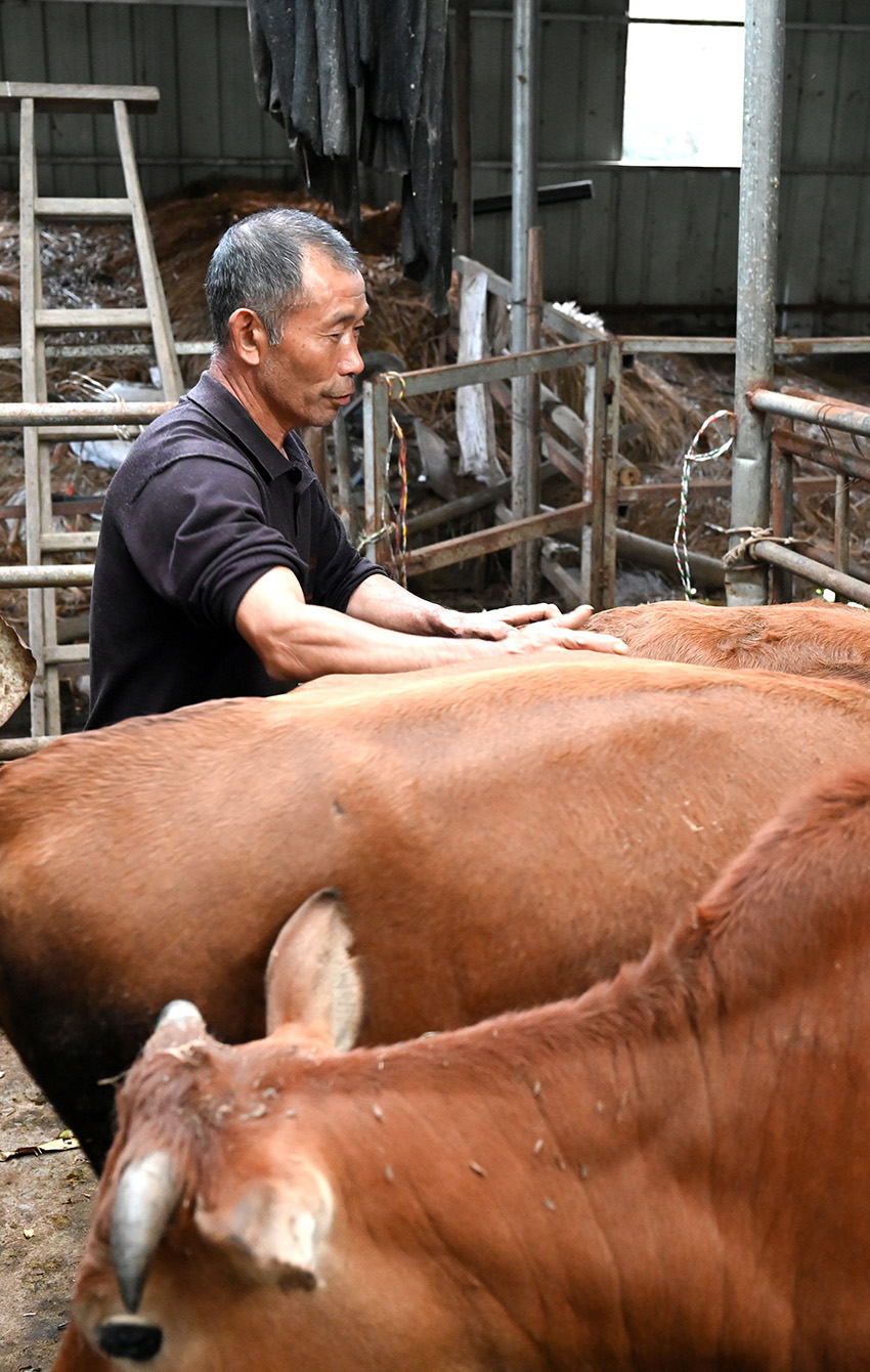 2023年10月31日，浙江省松阳县横坑村，村民周水金在料理自己的牛棚。澎湃新闻记者 吴栋 图