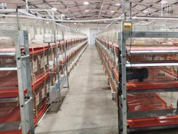 采购肉鸽养殖场设备