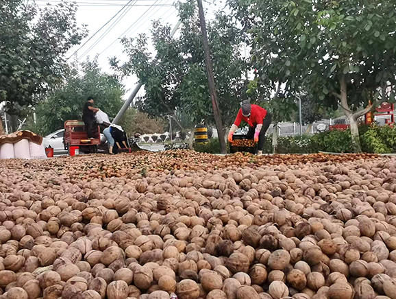 核桃丰收