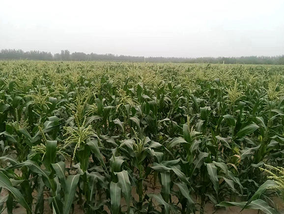 玉米种植