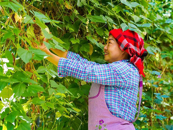 村民正在采摘蔬菜