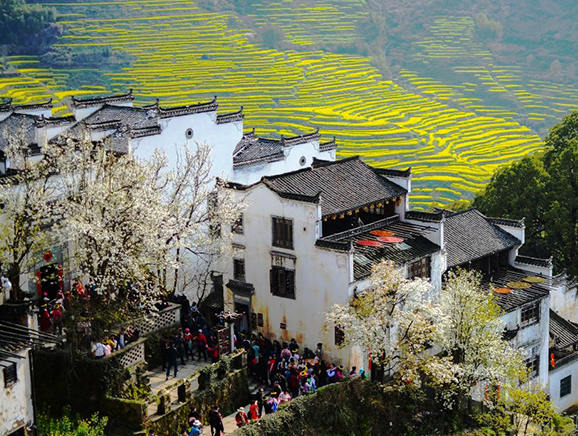 篁岭古村梯田上的油菜花每年吸引大量游客