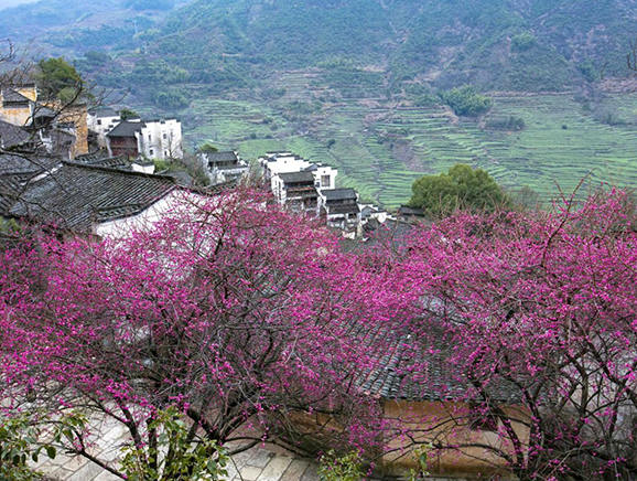 早春被梅花点缀着的篁岭村庄
