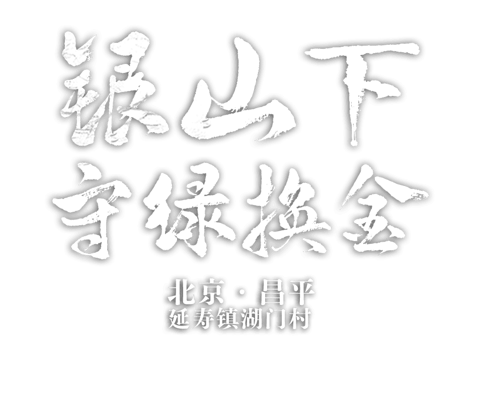 北京市昌平区延寿镇湖门村 银山下守“绿”换“金”