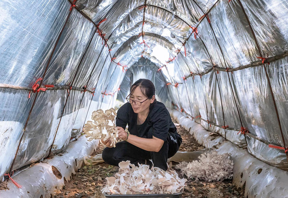 湖门村民采摘栗蘑