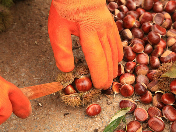 湖门村民加工板栗