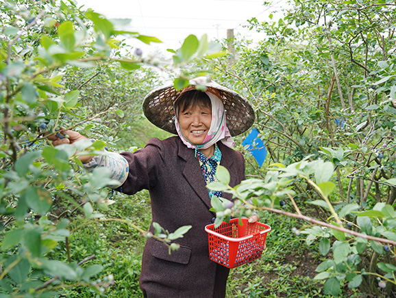 姜杭村的工人正在采摘蓝莓