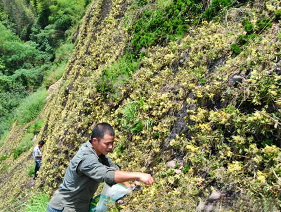 际溪村村民在丹霞崖璧上采摘铁皮石斛