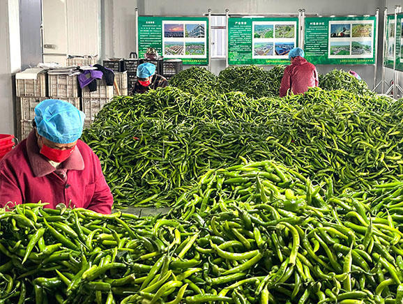 上湖乡蔬菜分拣中心里，工作人员正在分拣富硒辣椒