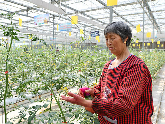 2022年4月，刘老桥村村名正在有机良庄现代温室大棚给有机圣女果授粉