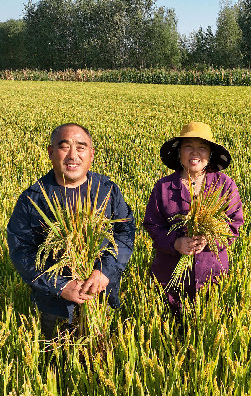 村民在即将丰收的稻田中