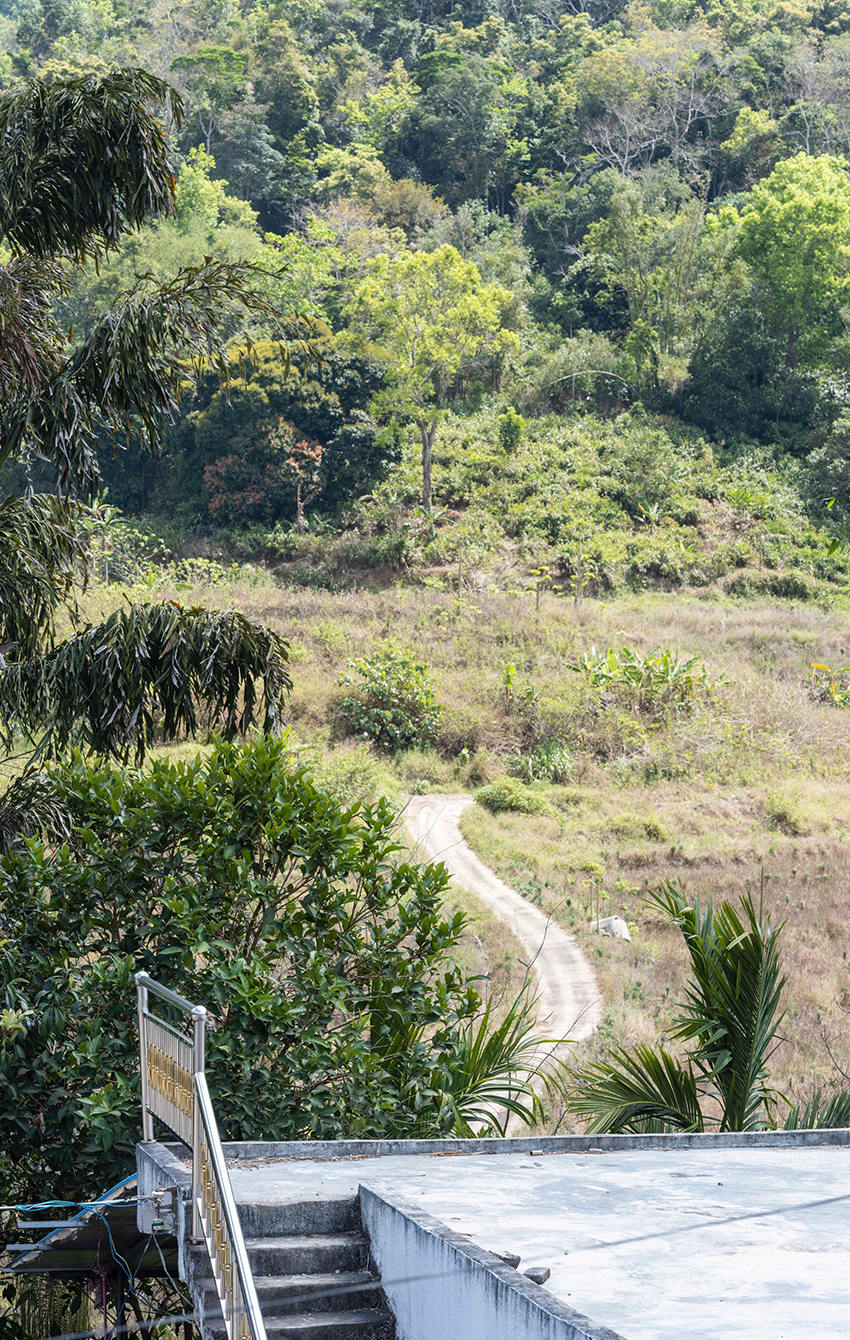 报龙村的田地。签约下山后，政府仍旧给予报龙村村民五年的采摘权。澎湃新闻记者 许海峰 图