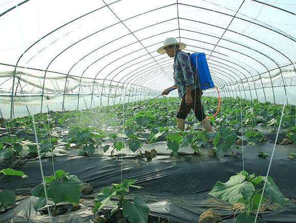 大棚蔬菜