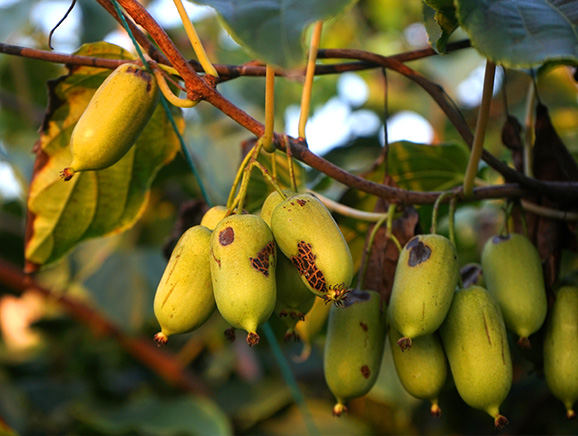 2023年8月，牛沟山的猕猴桃开始挂果。