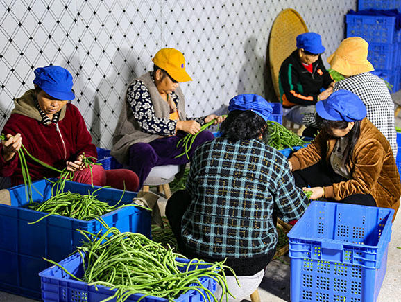 女性村民在车间加工蔬菜