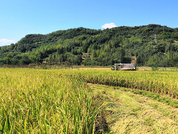 稻田丰收