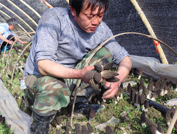 村民在种植羊肚菌