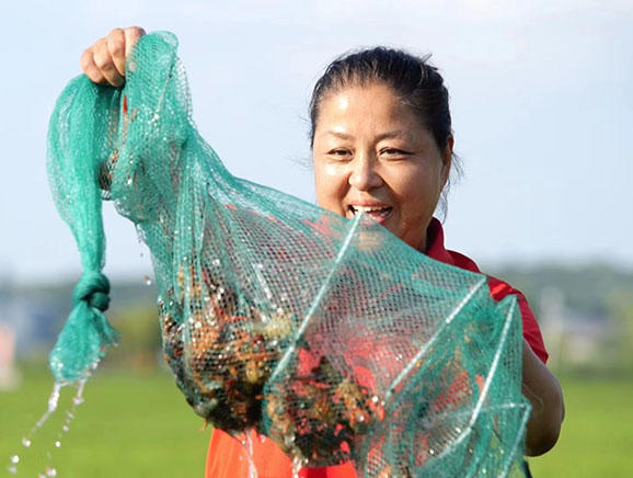 稻田养殖地的小龙虾为村民增收