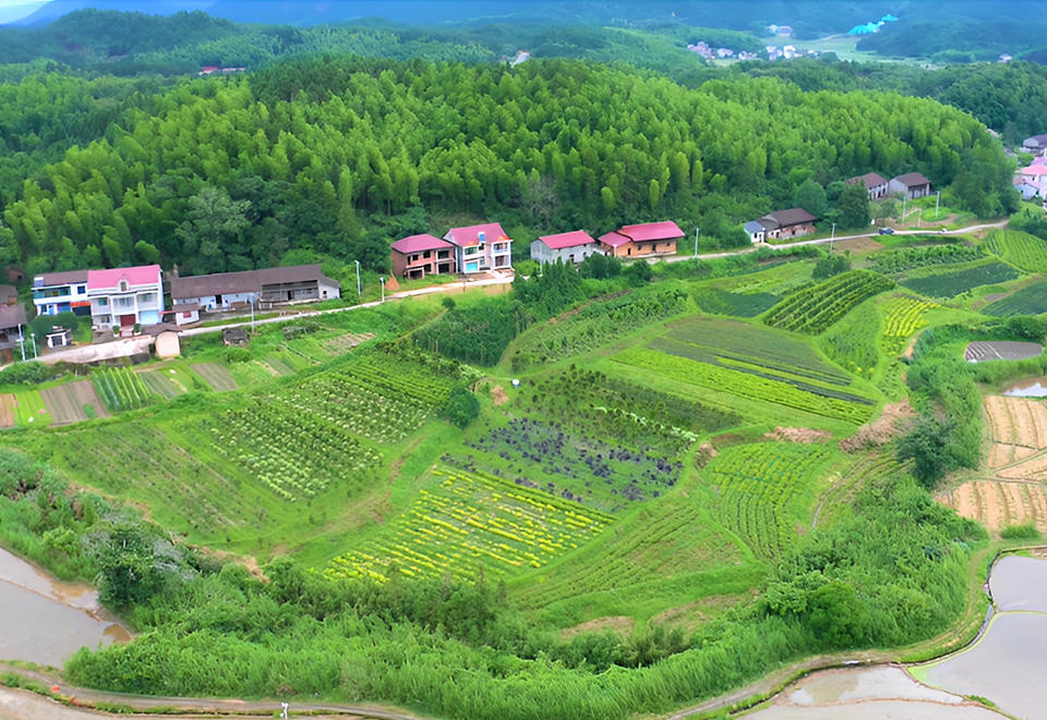 航拍新月畲族村苗木产业地（部分）