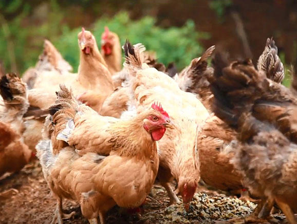 石霜村鸡养殖业