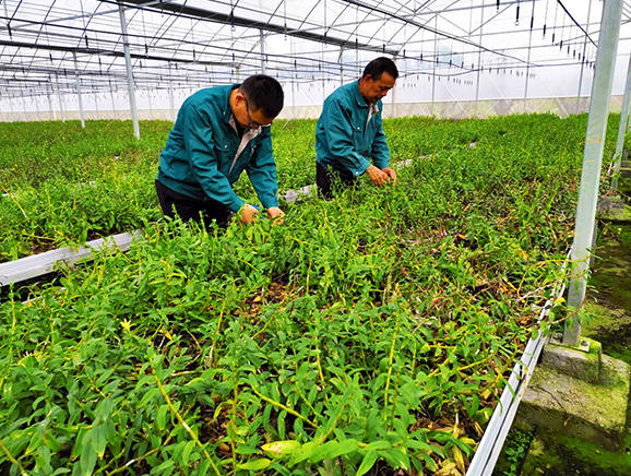 村民在大棚内种植铁皮石斛