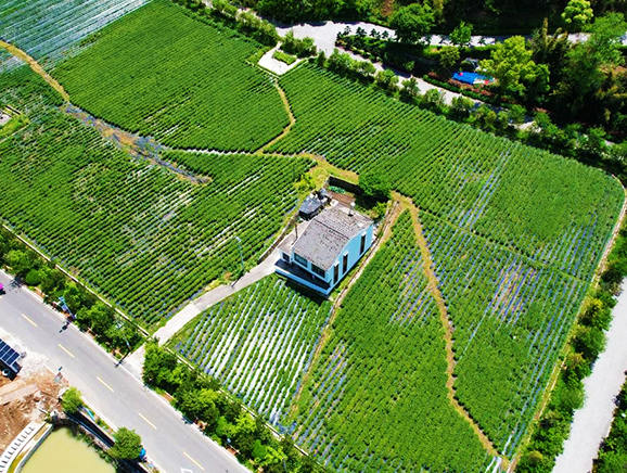 茶园