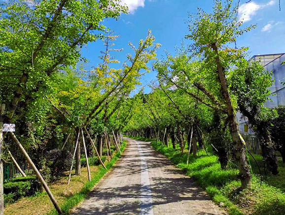 种植在树上的野生石斛
