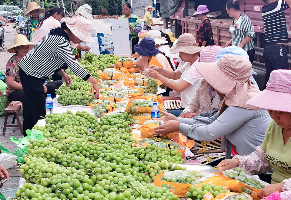 工人们正在将阳光玫瑰葡萄分类、包装、装箱。