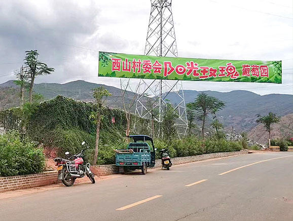 西山村的阳光玫瑰葡萄种植园
