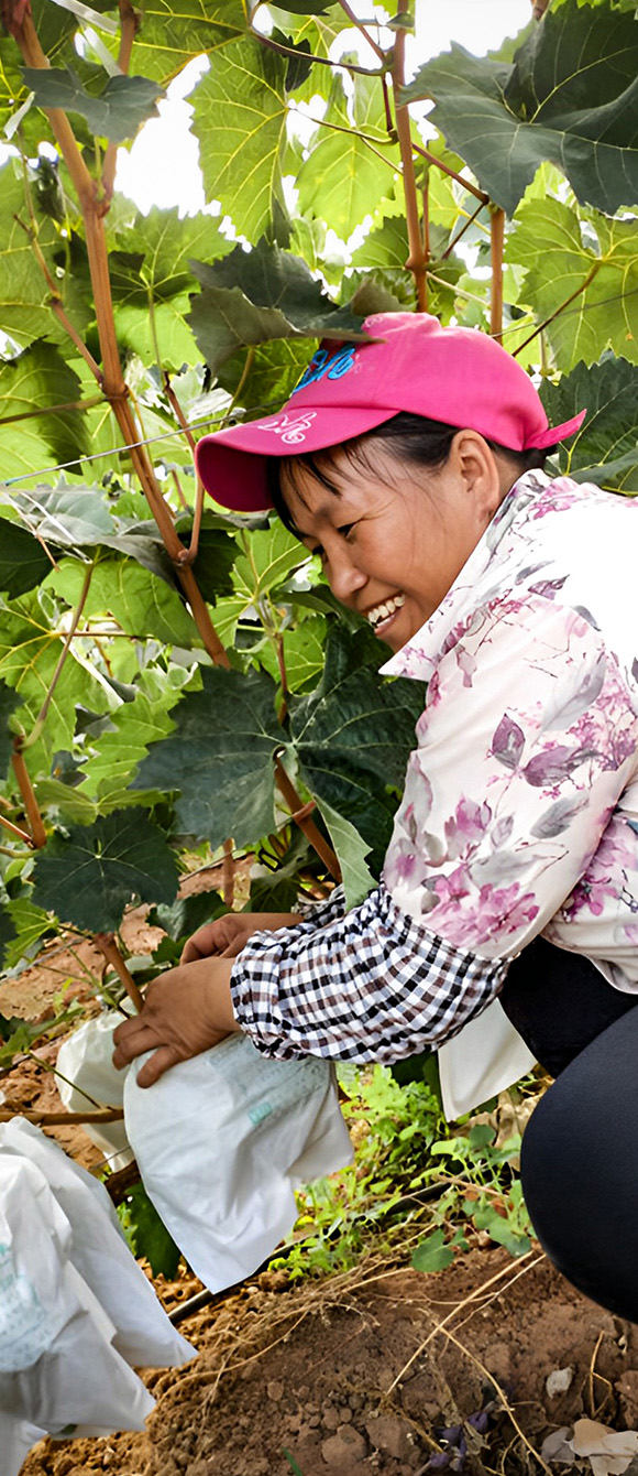 果农采摘已经成熟的阳光玫瑰葡萄