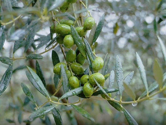 村民们种植油橄榄